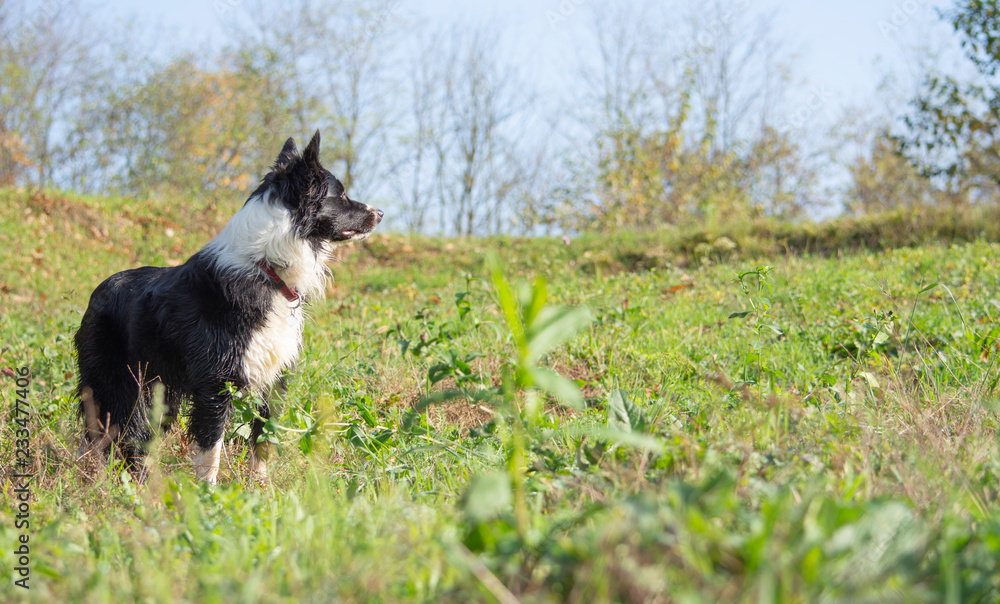 A Tender Puppy of border collie surrounded by green countryside