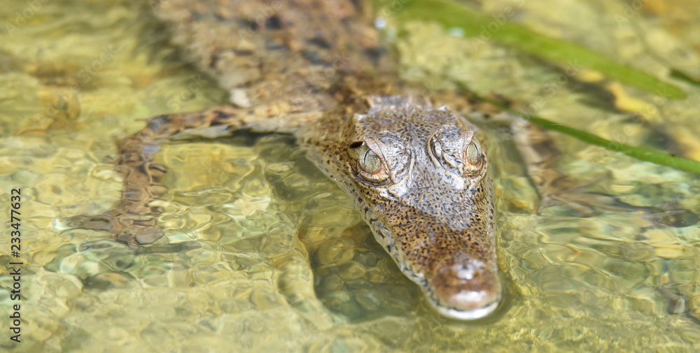 Young crocodile (Crocodylus acutus ) in its habitat waters in wild Panama rain forest river.
Young crocodile (Crocodylus acutus ) in its habitat waters in wild Panama rain forest river.