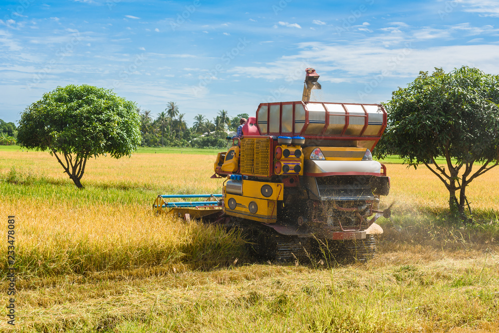 Obraz premium Combine harvester in action on rice field. Harvesting is the process of gathering a ripe crop