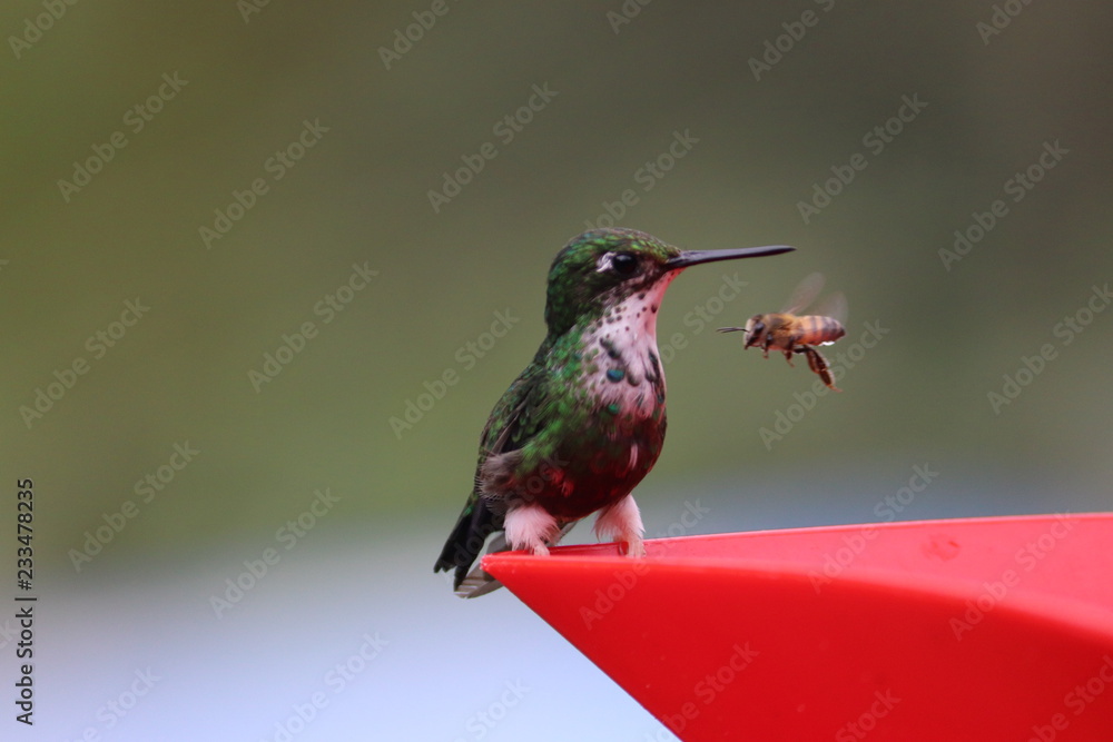 Fototapeta premium Colibrí y Abeja