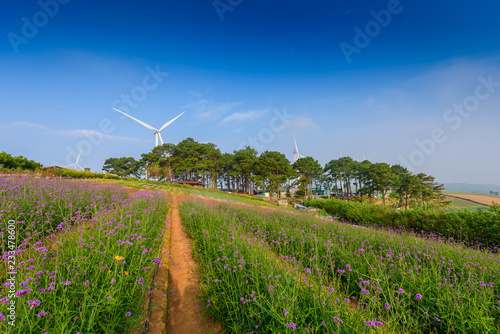 Violet verbena flowers on blurred background with wind turbine and sunshine in the morning