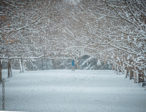 Trees full of snow, a park where it snowed