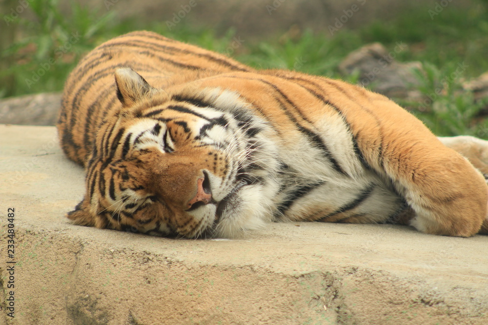 Obraz premium Bengal Tiger