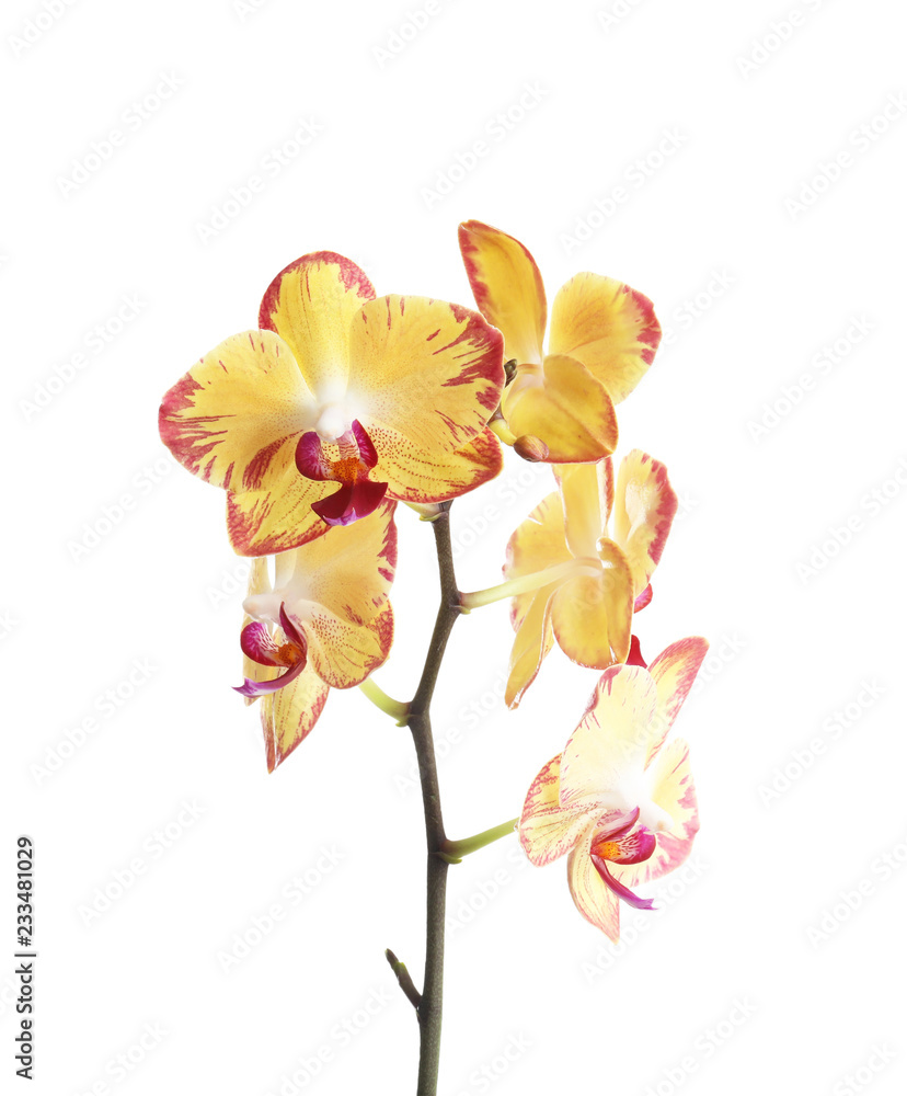 Fototapeta premium Oddział z pięknymi tropikalnymi kwiatami orchidei na białym tle