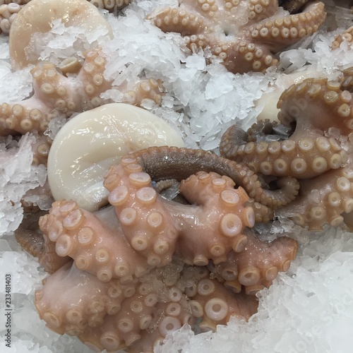 Octopus on the Ice