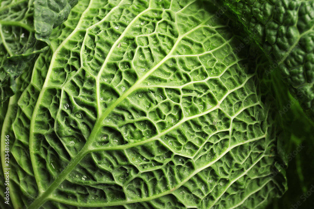 Fototapeta premium Green leaf of savoy cabbage as background, closeup