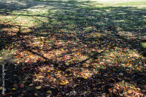 Fallen Leaves in the Park