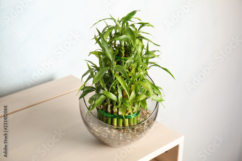 Green bamboo in glass bowl on table against color background