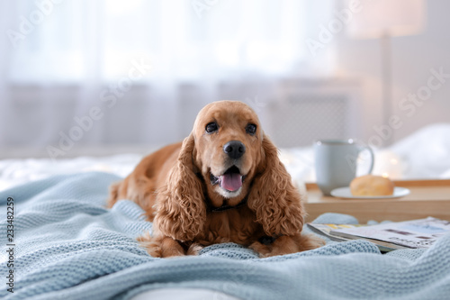 Cute Cocker Spaniel dog with warm blanket on bed at home. Cozy winter