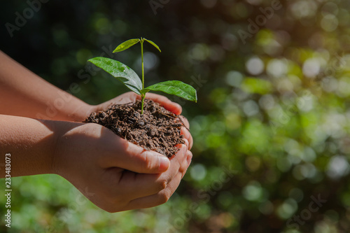 environment Earth Day In the hands of trees growing seedlings. Bokeh green Background kid hand holding tree on nature field grass Forest conservation concept