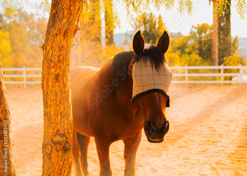 Horse With Blinders