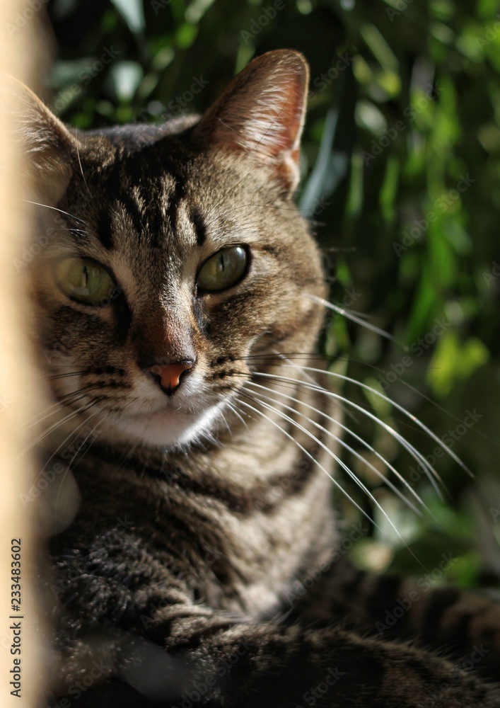 Portrait of a tabby cat. Portrait of a tabby cat.