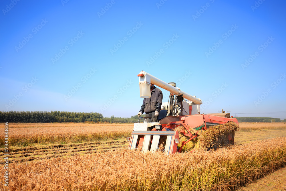 Fototapeta premium Harvester machine is harvesting rice