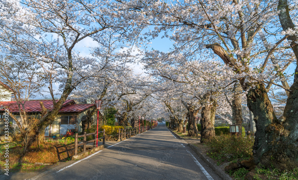 Sakurazaka, cherry blossom tunnel road with beautiful full blooming at Dake onsen town, Fukushima, Japan. Sakurazaka, cherry blossom tunnel road with beautiful full blooming at Dake onsen town, Fukushima, Japan.
