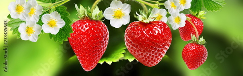 blooming garden plant strawberry witch tasty berries