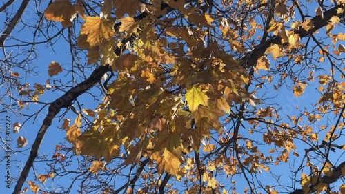 Autumn Leaves in the wind