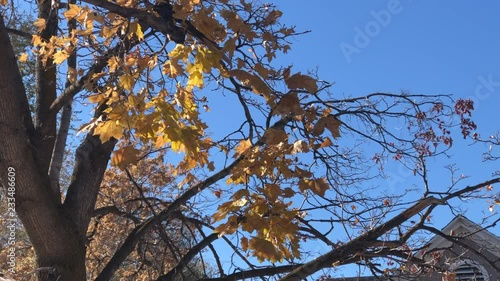Fall leaves in the wind