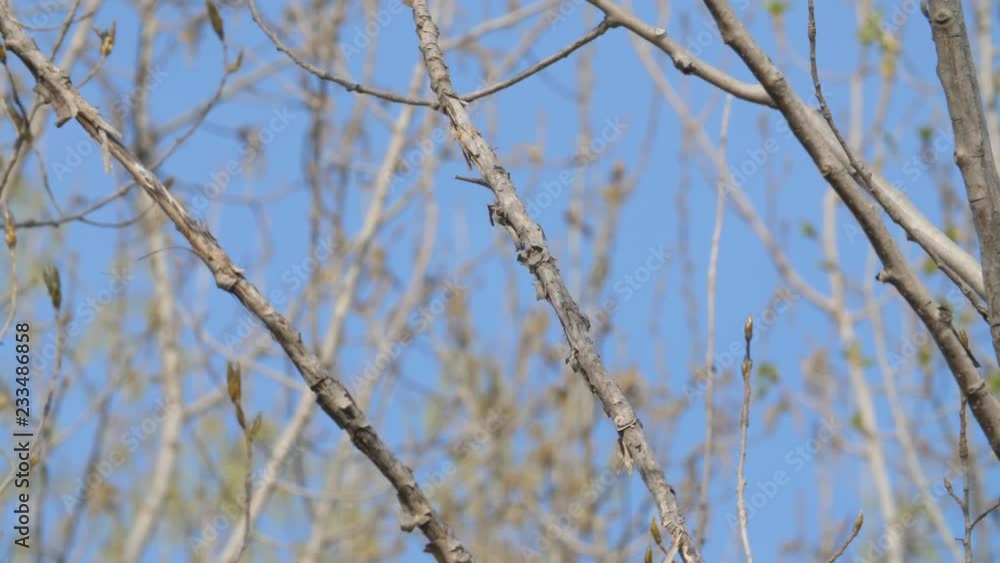 Scarlet Tanager (Piranga olivacea) bird. Don Valley. Toronto, Ontario, Canada. Perched on branch and then flies away. Shallow depth of field - shot with 400mm lens. Scarlet Tanager (Piranga olivacea) bird. Don Valley. Toronto, Ontario, Canada. Perched on branch and then flies away. Shallow depth of field - shot with 400mm lens.