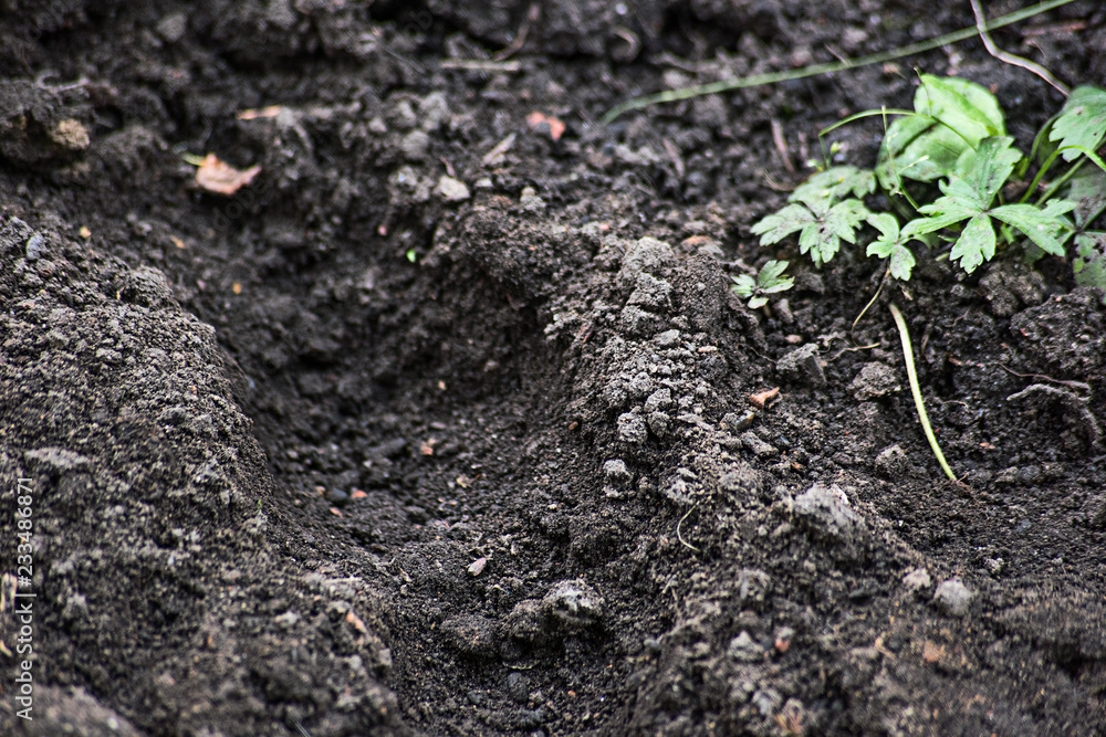 Gray soil with green plant Gray soil with green plant