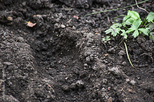 Gray soil with green plant