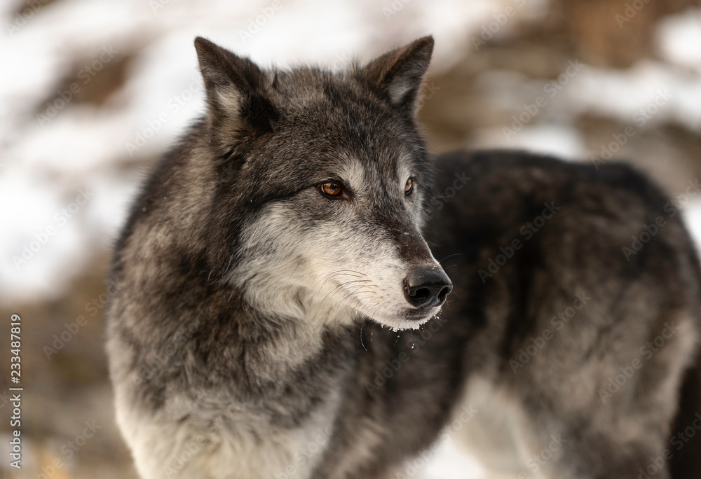 Wolf Stare (color)