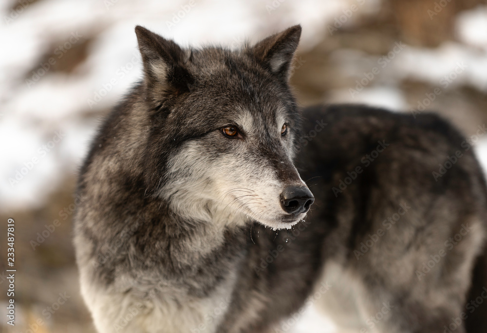 Obraz premium Wolf Stare (color)