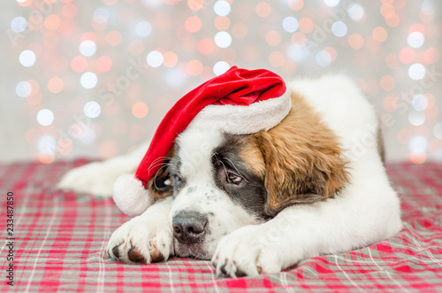 фотографія Sad saint Bernard puppy in a Christmas hat