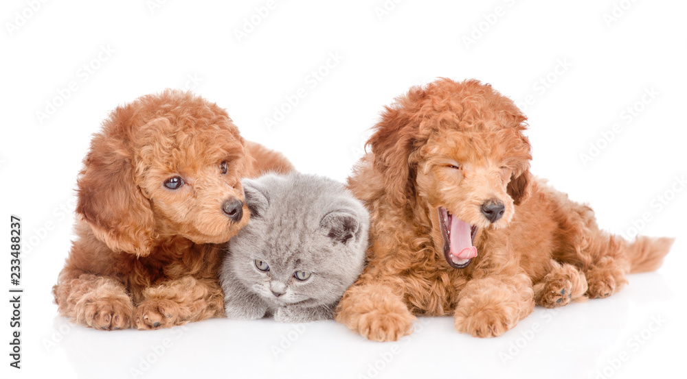 Kitten and two puppies. isolated on white background
