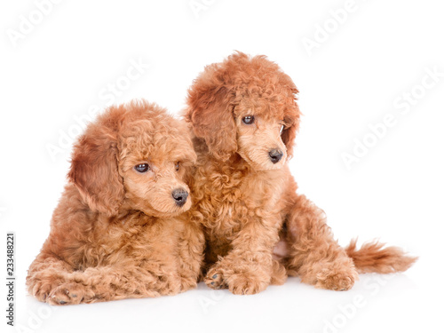 Two poodle puppies looking away. isolated on white background © Ermolaev Alexandr