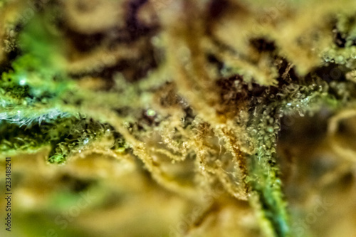 Obraz na płótnie An extreme close up of the side of a marijuana bud using a macro tube. w salonie
