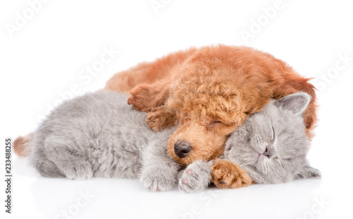 Poodle puppy and tiny kitten sleeping together. isolated on white background © Ermolaev Alexandr