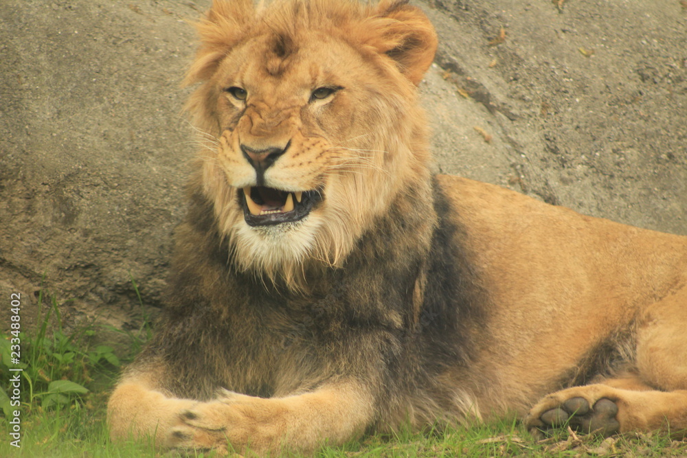 Fototapeta premium portrait of a lion