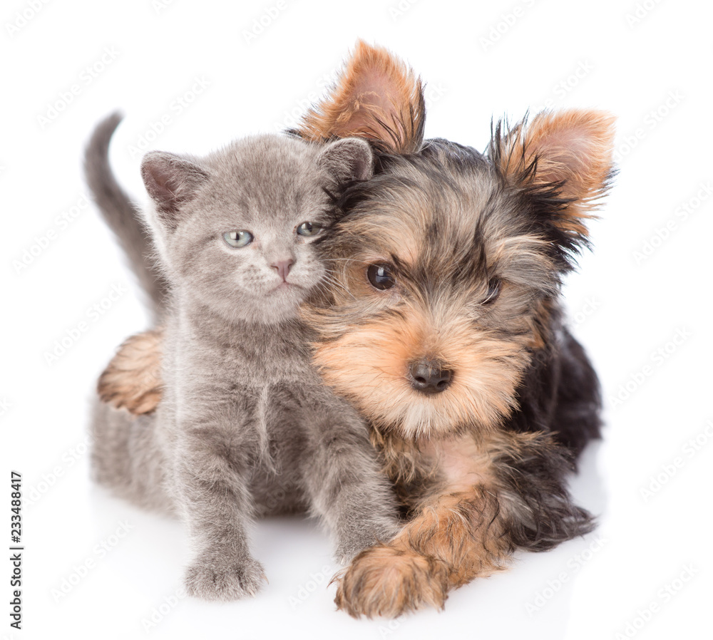 yorkshire terrier hugging little kitten and looking at camera. isolated on white background