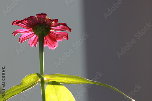 Close up zinnia flower in sunlight and white bokeh 