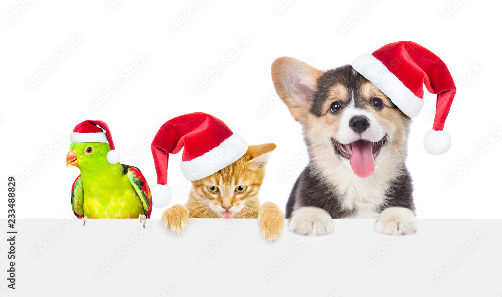 Group of pets in red christmas hats above empty white board. isolated on white background. Empty space for text Group of pets in red christmas hats above empty white board. isolated on white background. Empty space for text