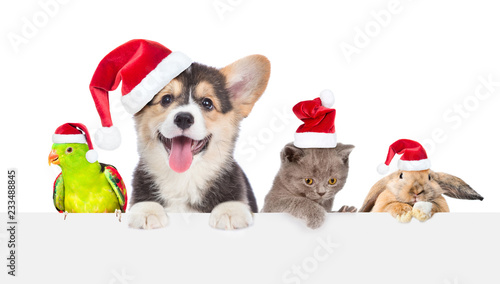 Group of pets in red christmas hats above empty white board. isolated on white background. Space for text © Ermolaev Alexandr