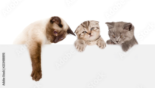 Photography Group of cats  above white banner. isolated on white background