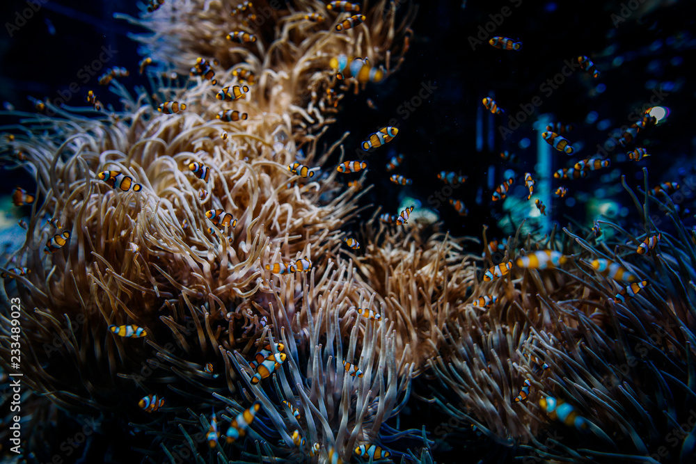 Obraz premium Koralle