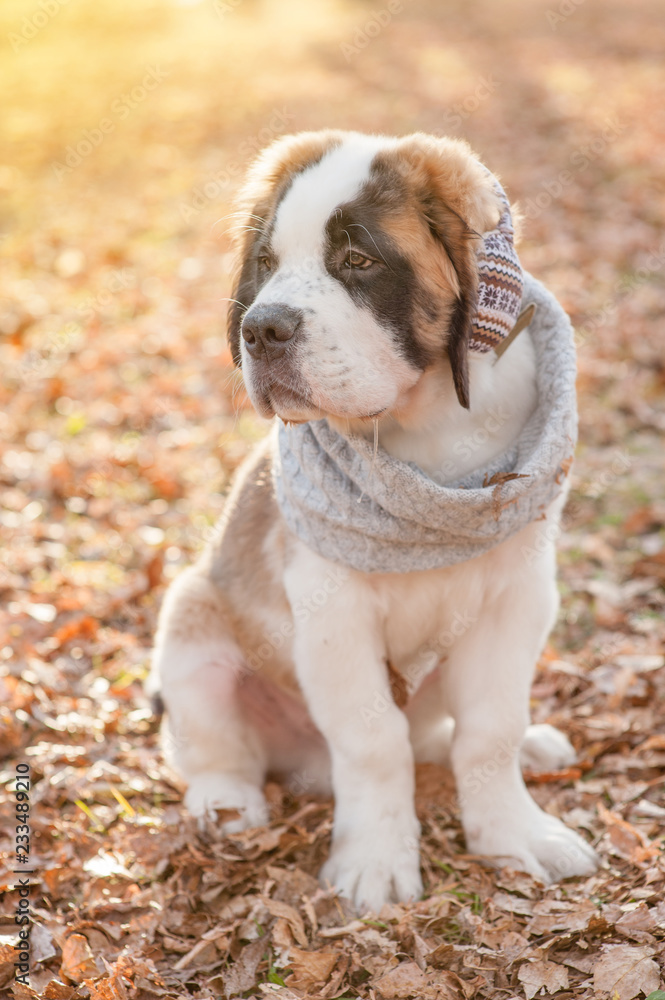 St. Bernard puppy in a scarf and warm headphones in the autumn park St. Bernard puppy in a scarf and warm headphones in the autumn park