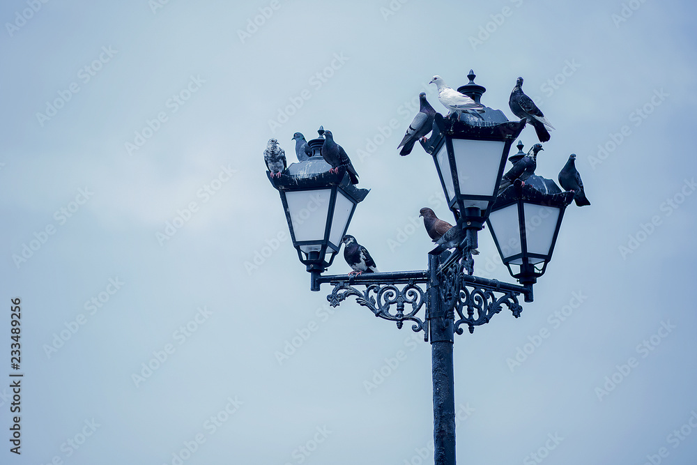pigeons sit on a street lamp pigeons sit on a street lamp