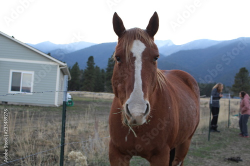 Country Horse