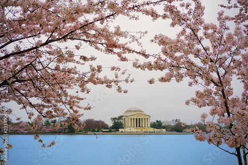 Jefferson Memorial during Cherry Blossom