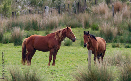 Pair of beautiful brown horses in a fenced field
