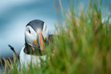 Close up cute of Puffin at island in Iceland