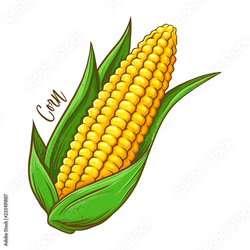 Corn On The Cob Vegetable Hand Drawing