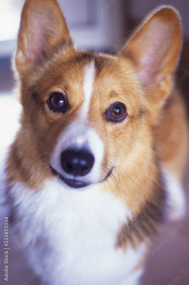 カメラを見据えるコーギー犬 カメラを見据えるコーギー犬