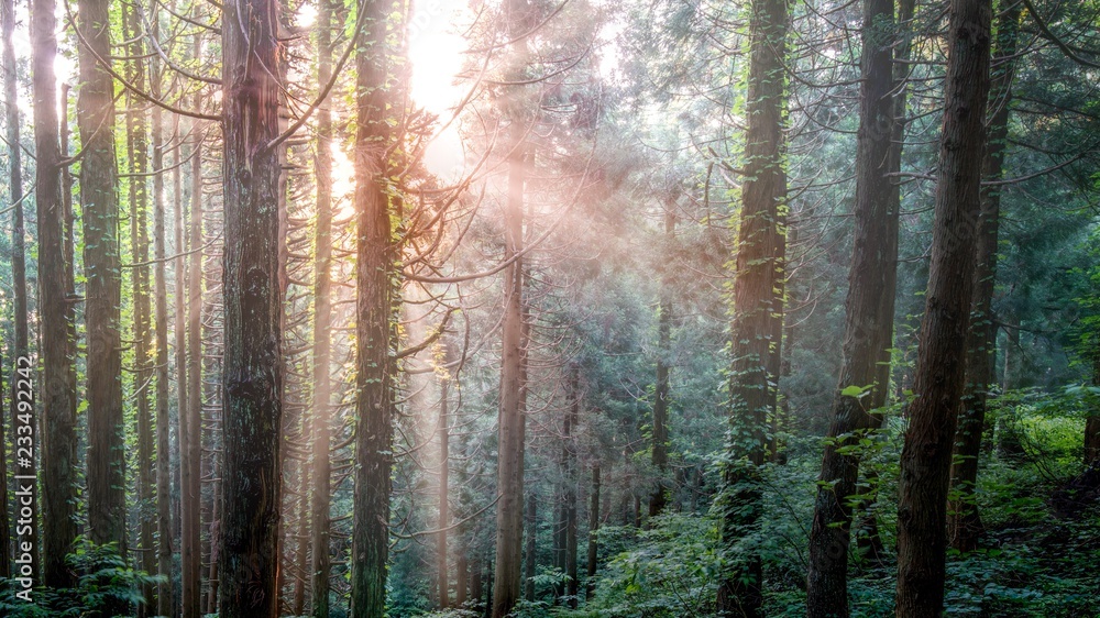 Fototapeta premium shine