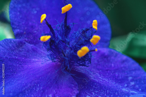 Fototapeta Naklejka Na Ścianę i Meble -  beautiful flower closeup in the drops of rain in the early morning stands in the garden