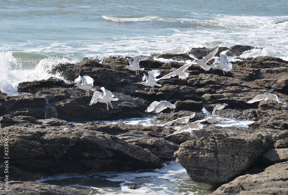 Fototapeta premium Hering gull (goélands argentés), Bretagne, France