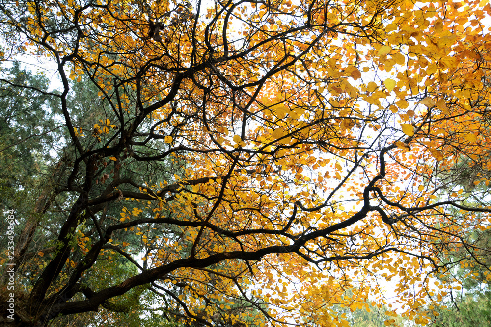 yellow tree in autumn yellow tree in autumn